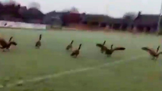 UK: Football club forced to postpone match after flock of geese poo on pitch