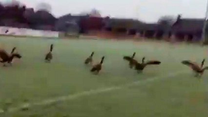 UK: Football club forced to postpone match after flock of geese poo on pitch