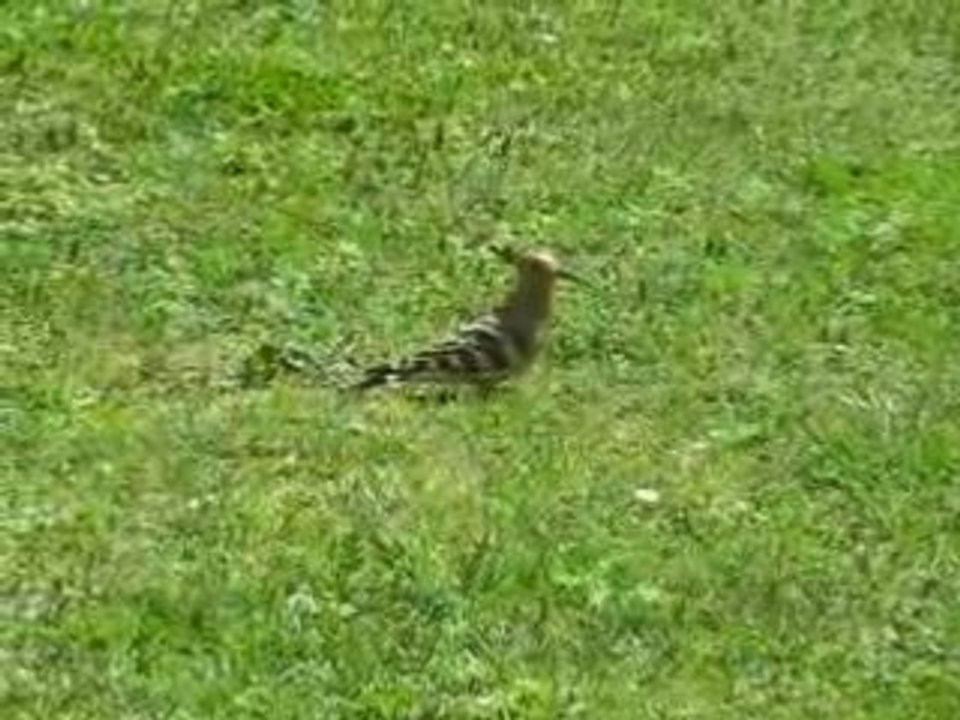 les huppes sont jolies dès que le printemps revient