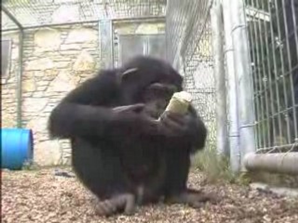 Emma and Jackson -- Chimpanzees