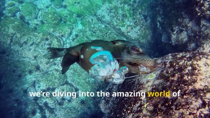 Fun Sea Lion Facts, Secrets of the Ocean’s Barking Stars!
