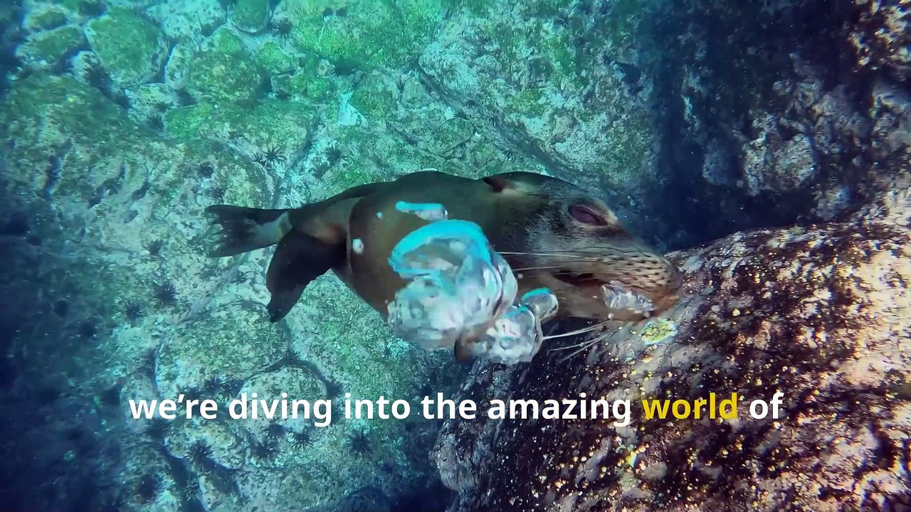 Fun Sea Lion Facts, Secrets of the Ocean’s Barking Stars!