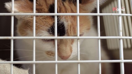 Ils oublient un chat dans la soute d'un avion : le félin effectue trois voyages de 7h30 chacun en 24 heures