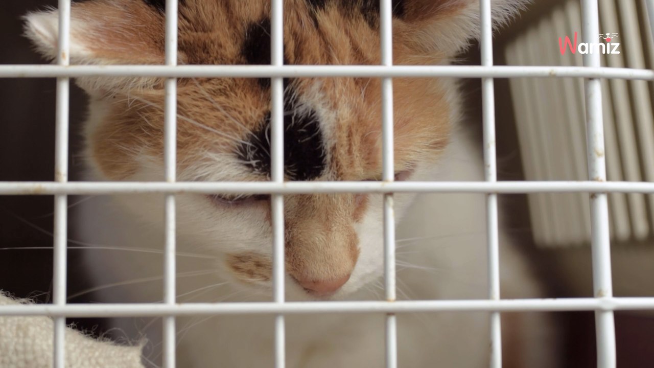 Ils oublient un chat dans la soute d'un avion : le félin effectue trois voyages de 7h30 chacun en 24 heures