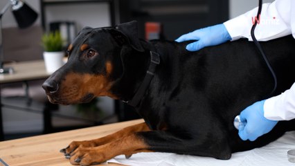 La stérilisation pour votre chien mâle : Un choix, pas une obligation
