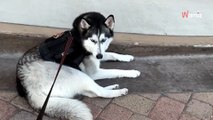 Elle quitte le parc à chiens : son Husky s'écroule soudainement sur le sol et elle n'arrive pas à le relever (vidéo)