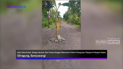 Jalan Desa Rusak, Warga Lakukan Aksi Protes Dengan Menanami Pohon Pisang dan Pepaya Ini Respon Kades
