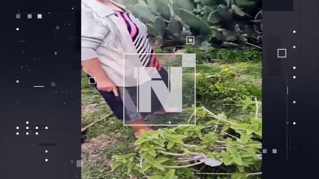 ¡Tunas de la discordia! Una mujer y sus hijos fueron increpados por recolectar esta fruta