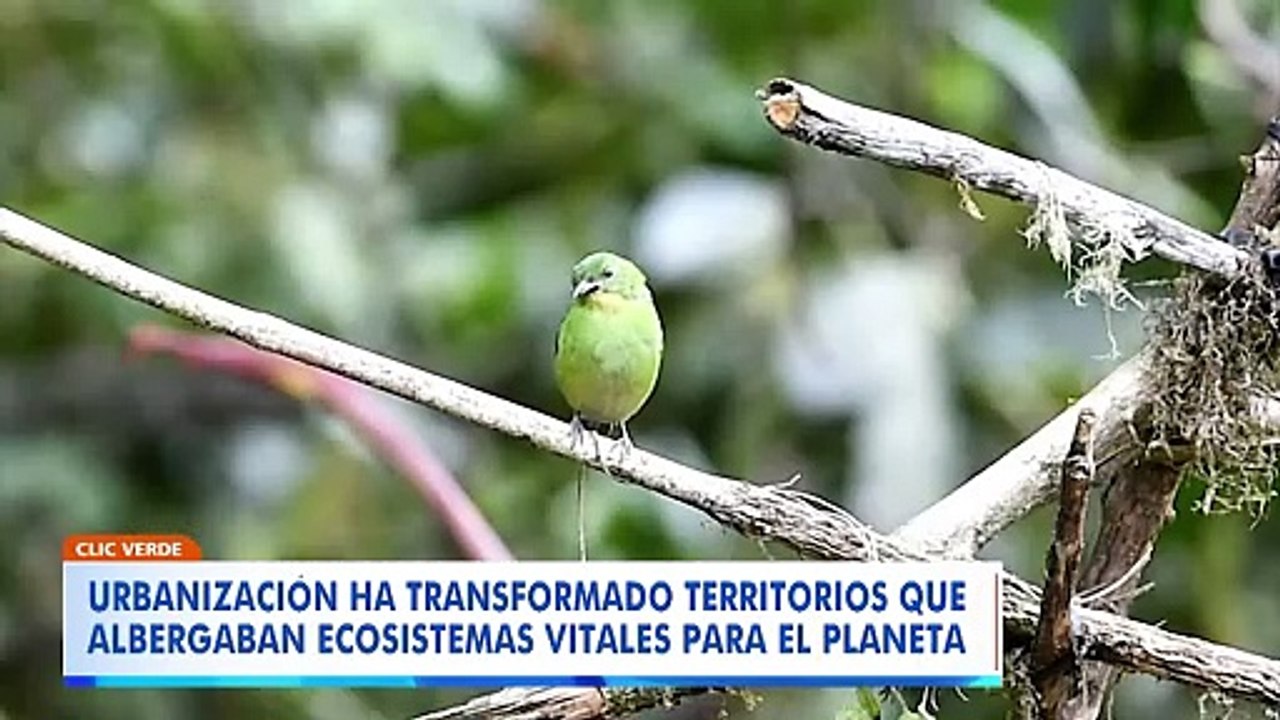Urbanización y espacios verdes