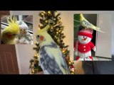 Cockatiel Explores Christmas Decorations