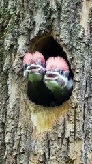 Natural beauty /bird videos /beautiful cute bird 🐦