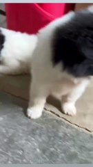 When Sen eats and sleeps, what Sen does is so unsightly🥲