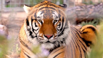 Must See! Exotic Cats, Chimps and More Get New Lease On Life at Animal Rescue Center in Spain