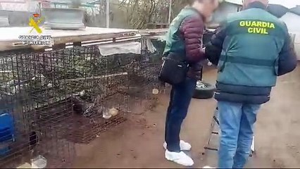 Actuación de la Guardia Civil contra el dueño de los gallos de Valladolid que denunció el robo en un vídeo viral