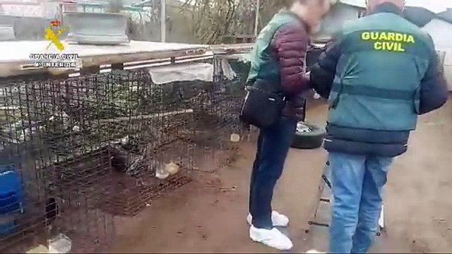 Actuación de la Guardia Civil contra el dueño de los gallos de Valladolid que denunció el robo en un vídeo viral