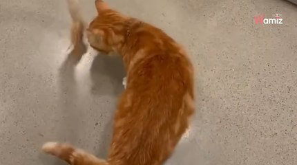 Ce chaton erre sans but dans les rues : ce qui l'attend devant la porte d'une maison va changer sa vie