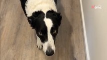 Il se presse pour partir au travail et oublie un détail : en rentrant, il découvre que son chien en a profité (vidéo)