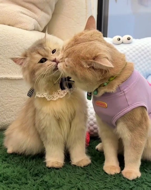 🐾 Get ready for a dose of cuteness that will melt your heart! In our lates