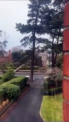 Storm Eowyn: Tree falls in Belfast's Cyprus Avenue