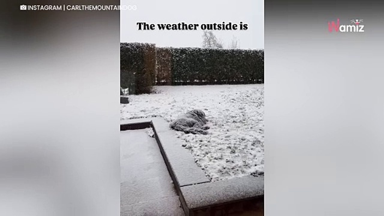 Elle laisse son Bouvier Bernois regarder la neige : ce qu’il fait ensuite est étonnant