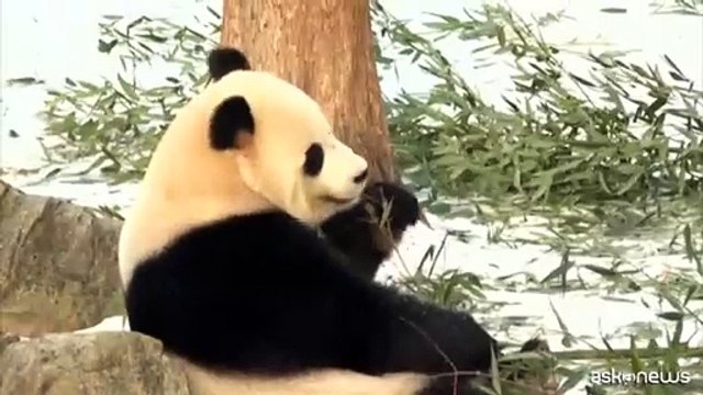 Il debutto dei panda giganti Bao Li e Qing Bao allo zoo di Washington