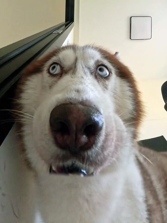 Dog funny video