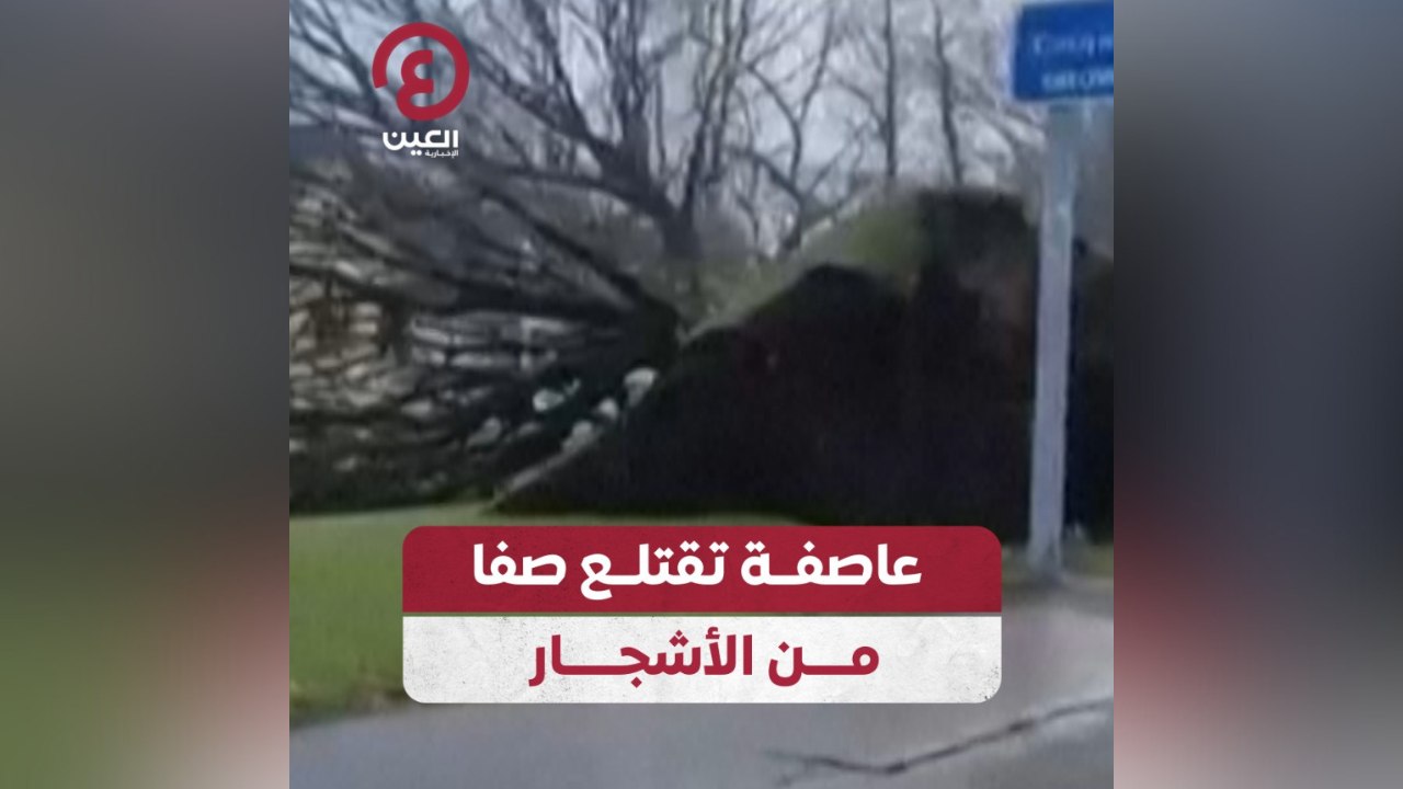 عاصفة تقتلع صفا من الأشجار
