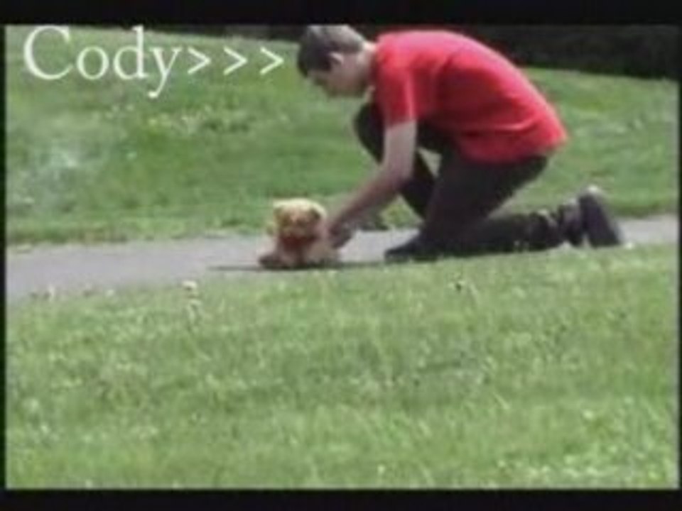 Bomb bear Wmv final