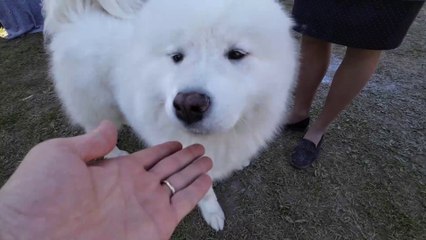 Wolfdog Bakımı ve Temel Bilgiler - Gürcan Doğaner