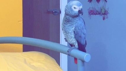 African gray parrot swears when her feather picking habit is interrupted