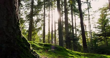 4k video Trees forest autumn