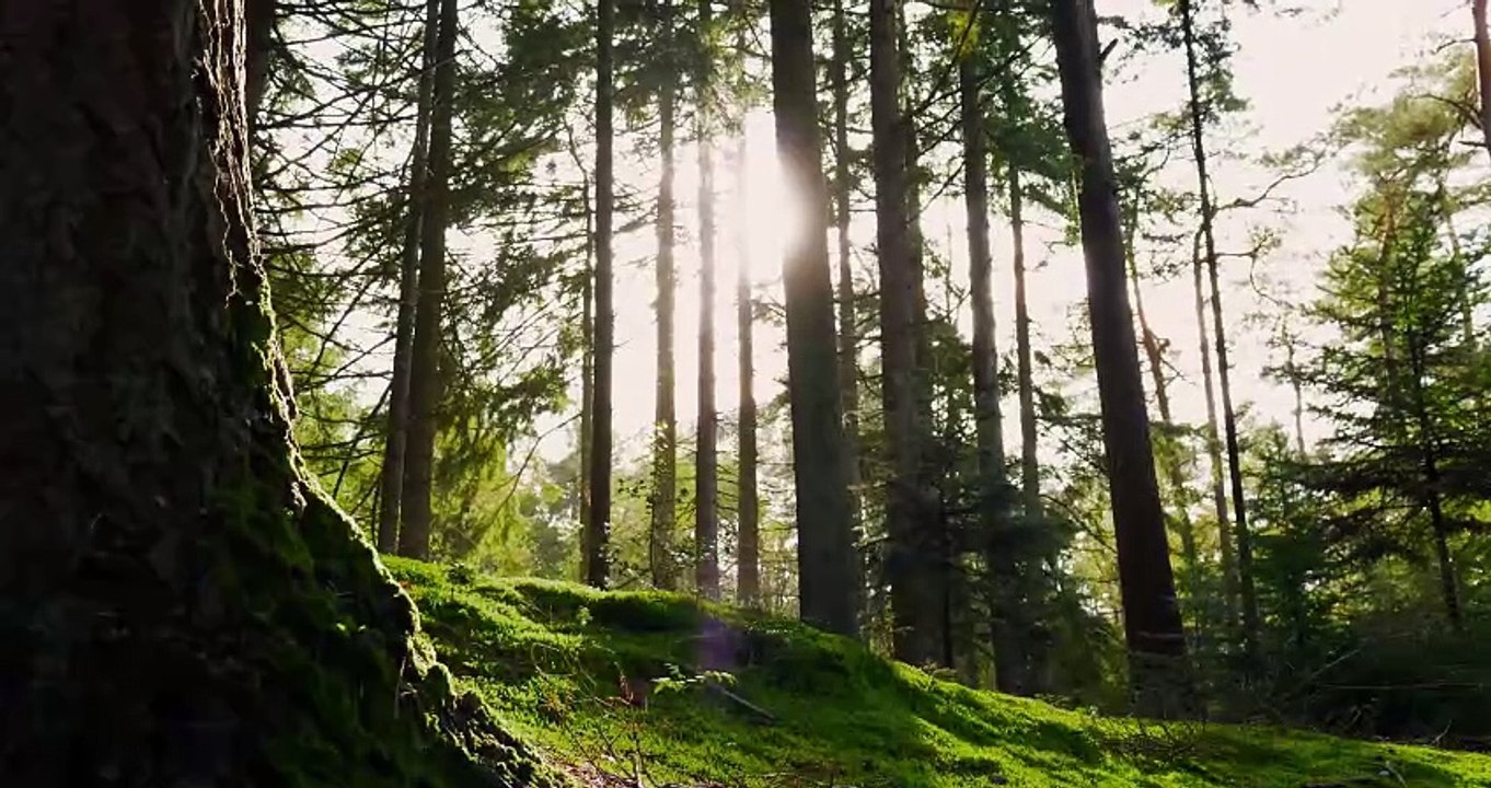 4k video Trees forest autumn