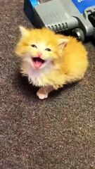 look at the end 🤣 #pet #cat #dog #cute #animals #foryou #typ #funny #shorts