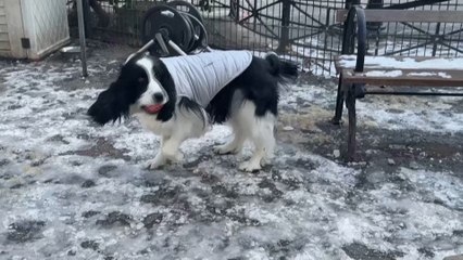 New Yorkers may soon get paid sick leave to care for their pets