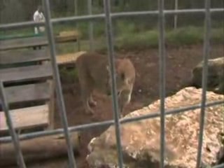 Jesse and James -- Mountain Lions