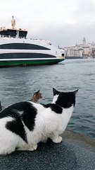 İstanbul'da Boğazı Seyreden 2 Kedi Böyle Görüntülendi.