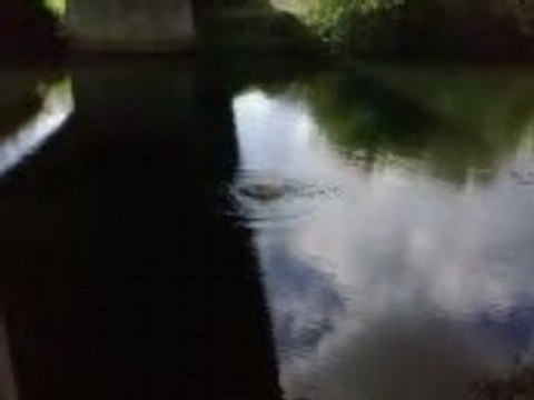 les démons de la connerie le petard mouiller