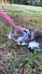 Melissa cat outside the first time #cat #animals