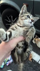 New kitten bites me #kitten #angry #wildanimals