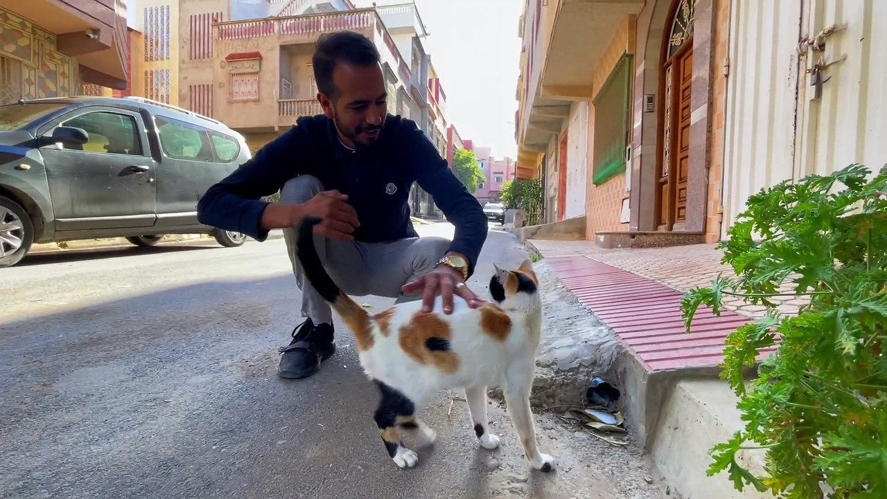 Calico cats are very sweet and friendly.