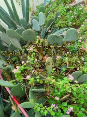 كتاب التوحيد الذي هو حق الله على العبيد ( 25 )