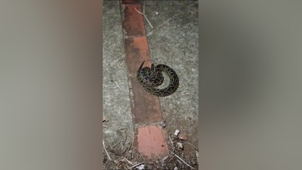 Moradores de Cascavel acionam bombeiros para resgate de serpente no 14 de Novembro