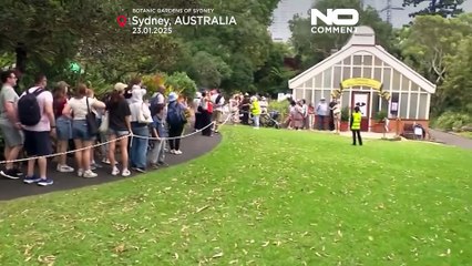 صف دراز در سیدنی برای تماشای گلدهی یکی از بزرگ‌ترین گل‌آذین‌های بی‌شاخه جهان