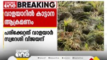 'ദിവസവും വരും ആന, കൃഷിയെല്ലാം നശിപ്പിക്കും.. പരാതി പറഞ്ഞിട്ടും നടപടിയൊന്നും ഇല്ല'