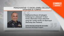 Penghantar 13 ekor lembu seludup ditahan di Tumpat