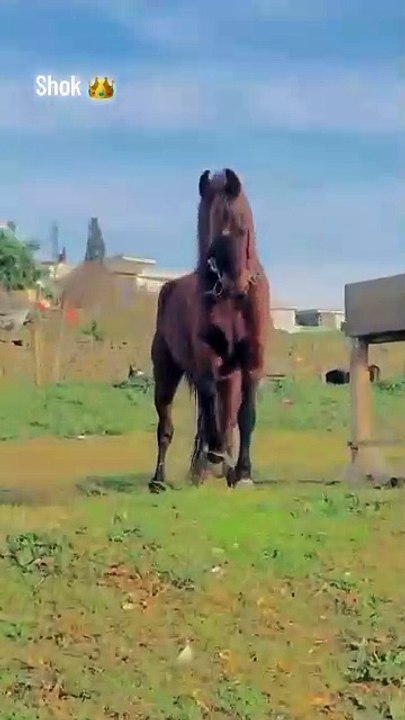 Horse🐎🐎 lovers