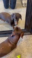 Weenie Dog Gets Confused by His Reflection in Mirror