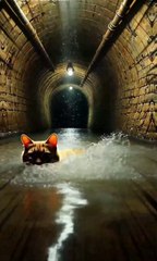 ai cat story#shorts#viral