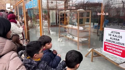 Van’da kedi evlerine ilgi büyük