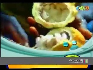 حلقة الشوكولاته من برنامج هكذا يصنع [ قديم ] قناة مجد للأطفال 1432 هـ